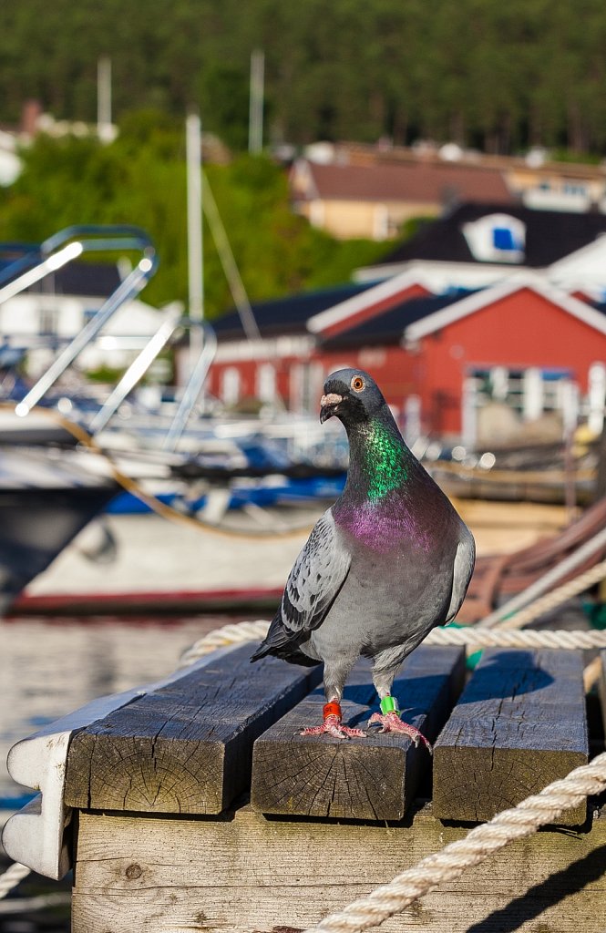 Mr. Pigeon