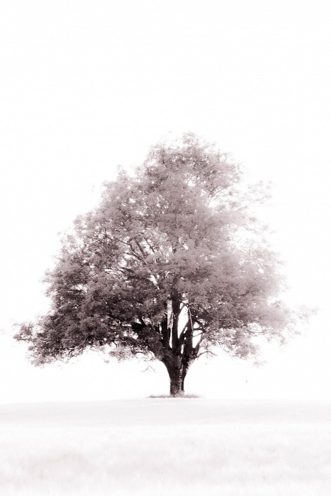 White Tree