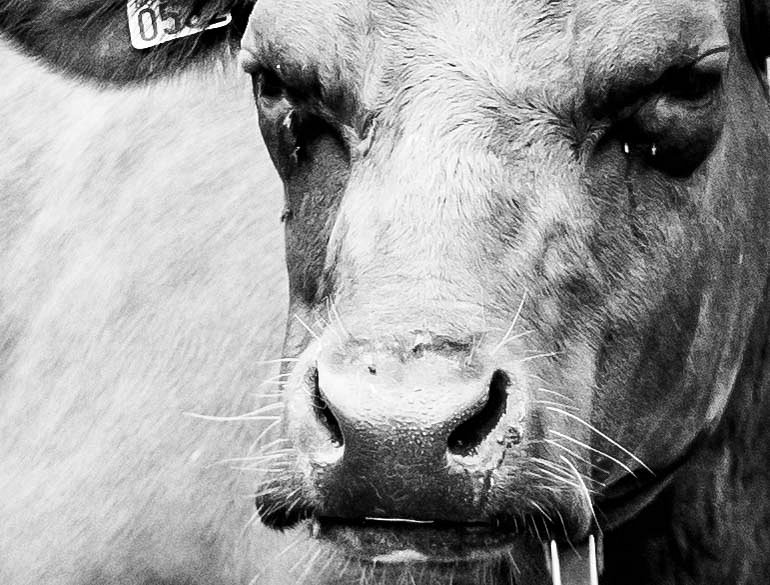Vaca