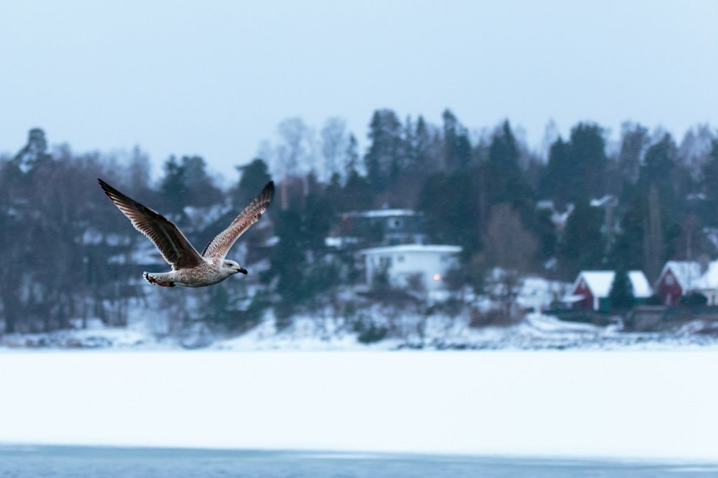 Gull