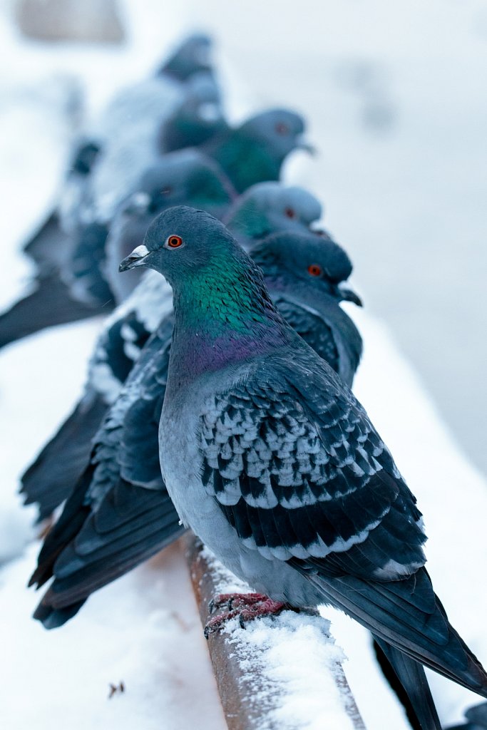 Pigeons