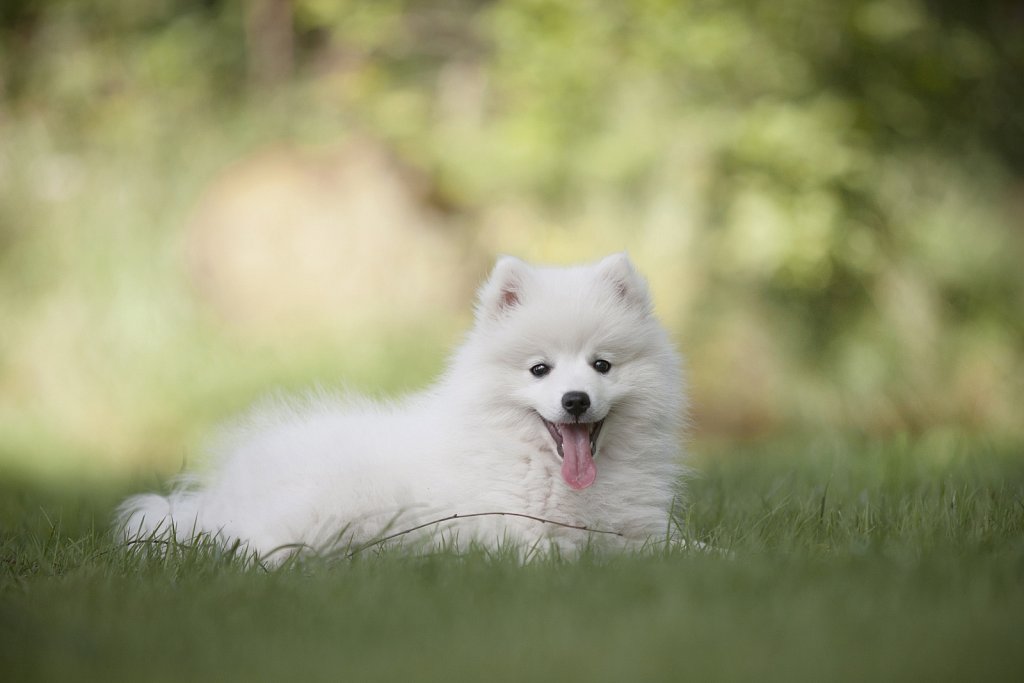 Dog Portrait 2